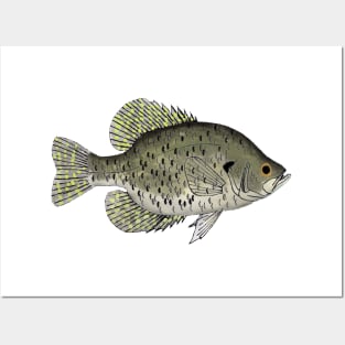 Black Crappie Posters and Art